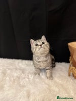 British Shorthair cats - Advert 13