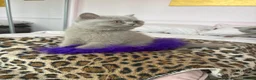 British Shorthair cats for sale: Lilac British shorthair gccf registered kittens  - Advert 4