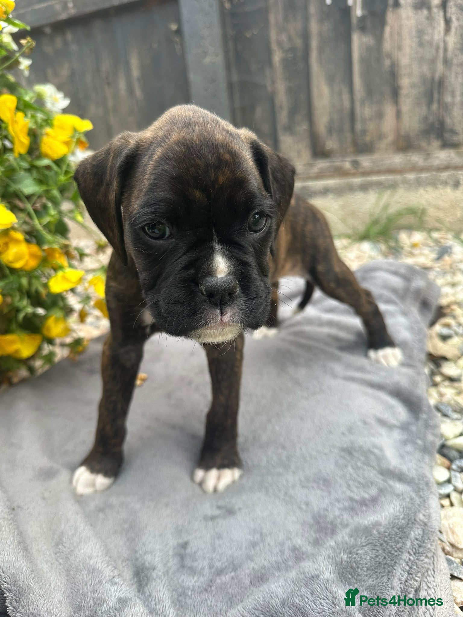Boxer dogs KC Registered Boxer Puppies - health tested - Advert 2