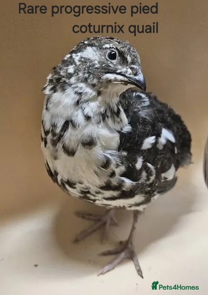 Quail poultry Rare progressive pied male quail - Advert 1