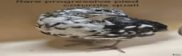 Quail poultry for sale: Rare progressive pied male quail - Advert 1