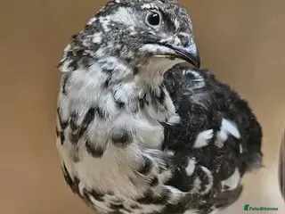 Quail poultry Rare progressive pied male quail - Advert 1
