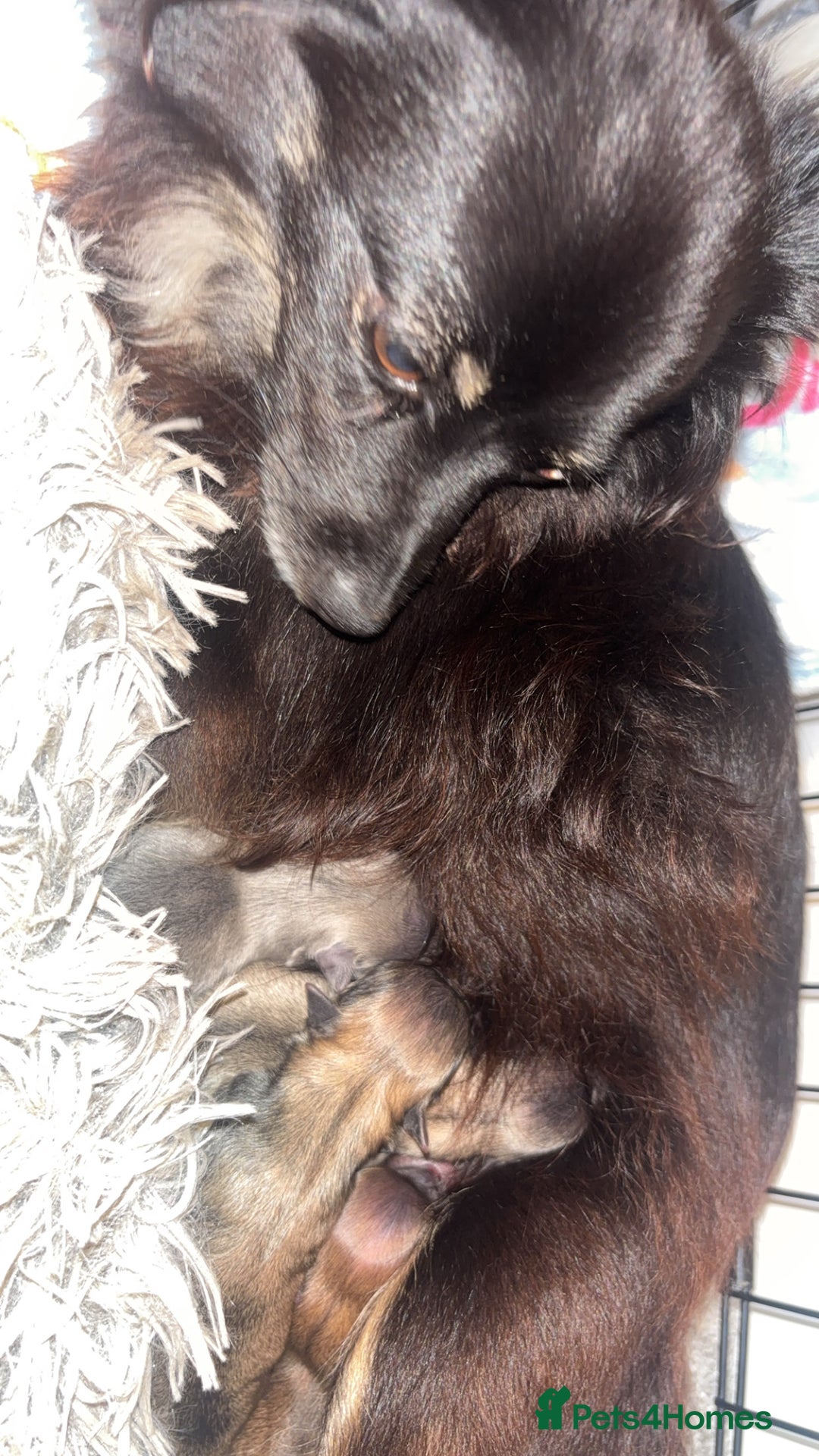 Pomeranian dogs for sale: Adorable Pomeranian Puppies - Image 3