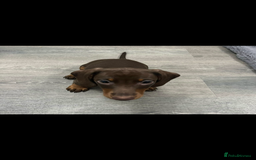 Miniature Dachshund dogs for sale: Ready to go-Gorgeous miniature Dachshund puppies   - Image 34