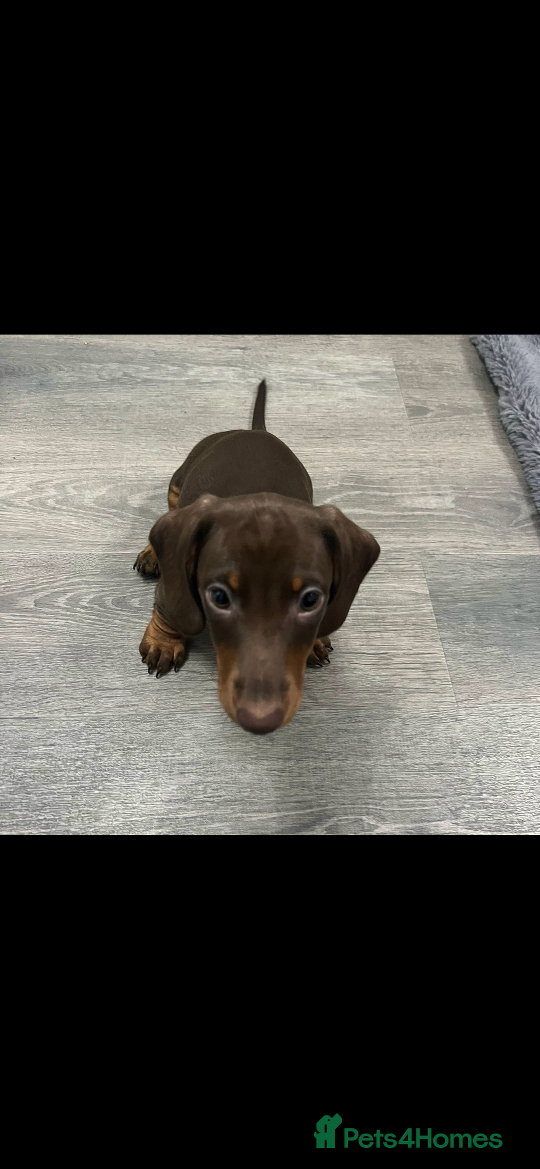 Miniature Dachshund dogs for sale: Ready to go-Gorgeous miniature Dachshund puppies   - Image 34
