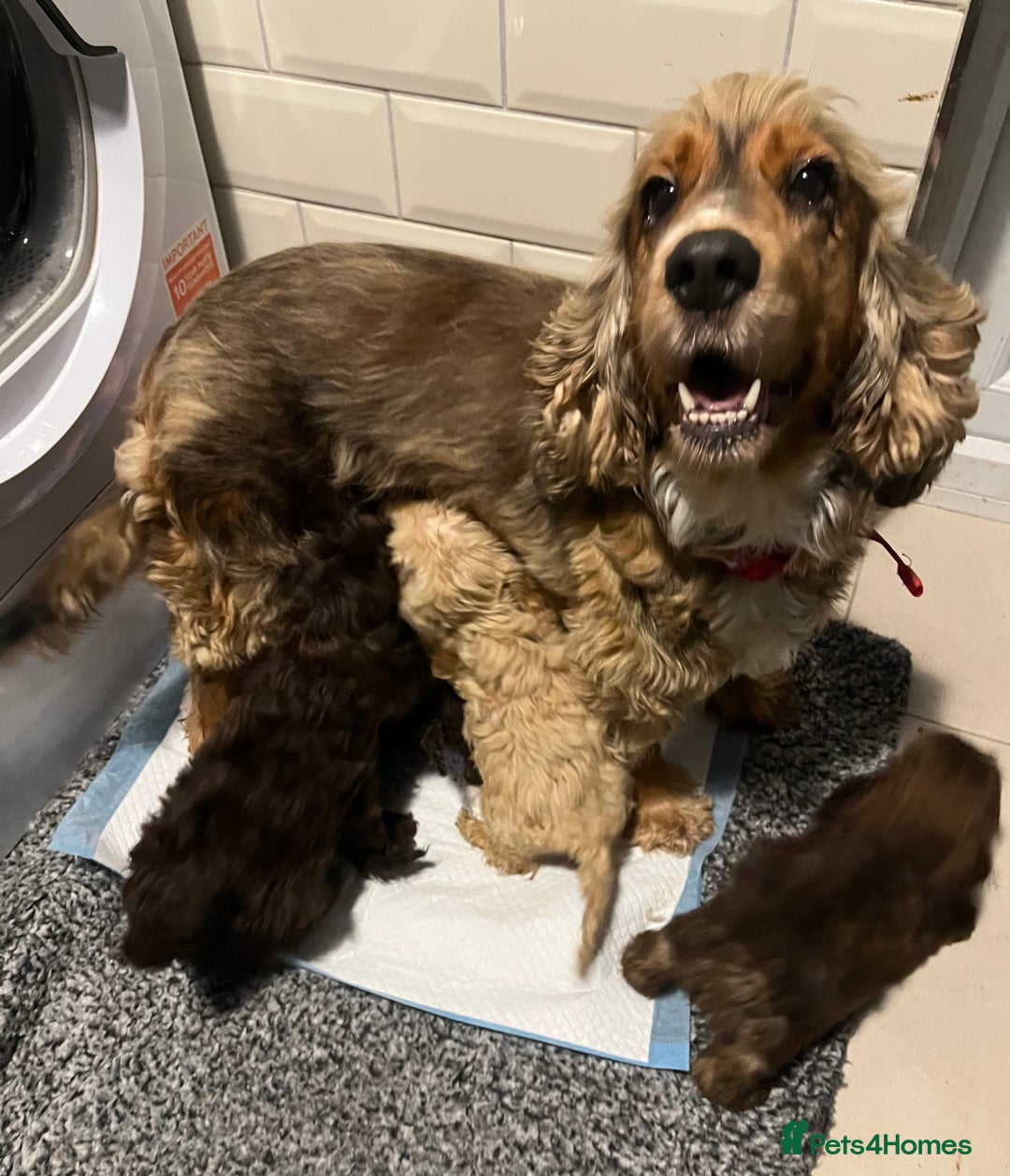 Cockapoo dogs for sale: Beautiful F1 Cockapoo puppies  - Image 2