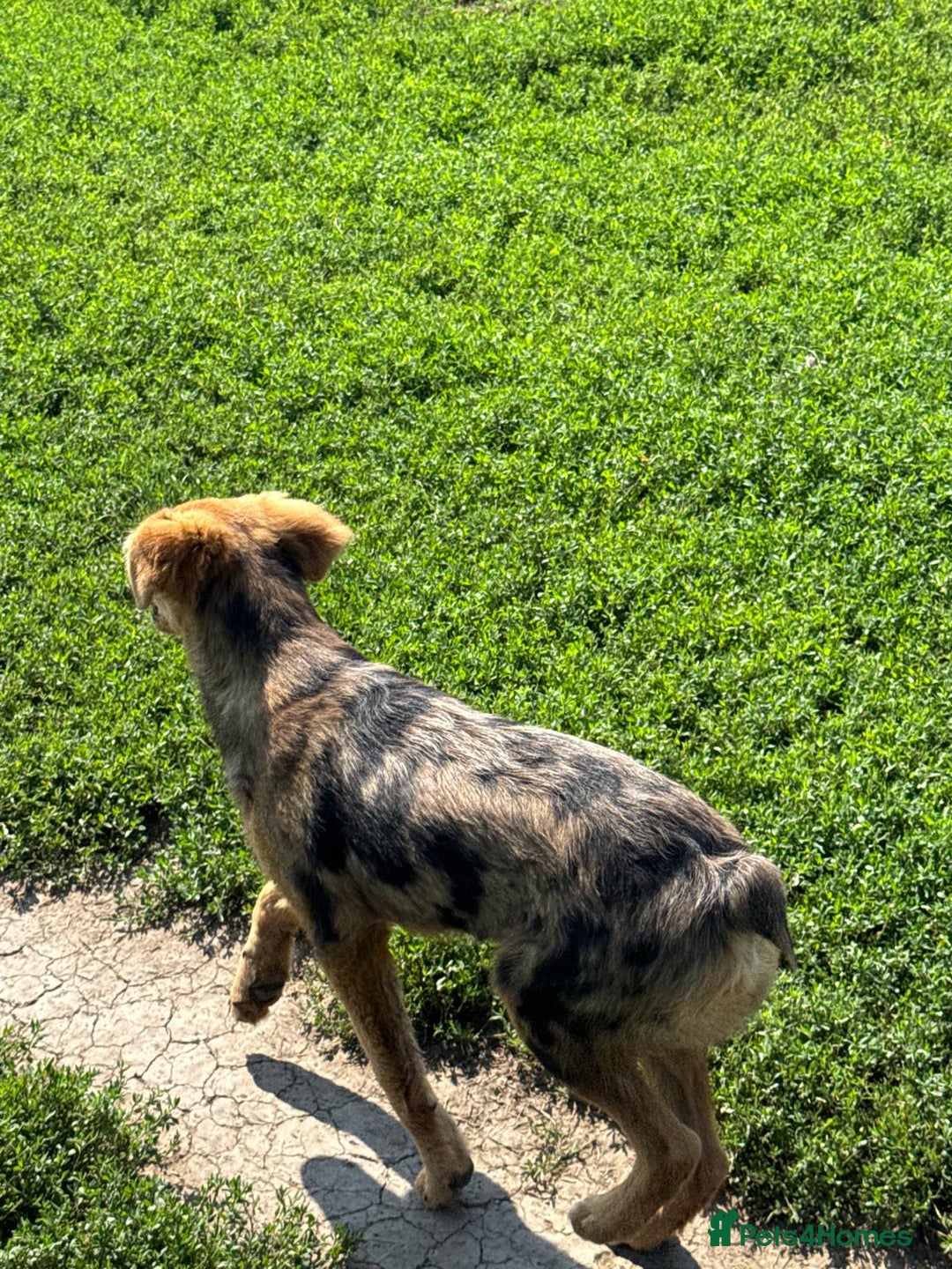 Mixed Breed dogs for adoption: JASPER - a Superb Puppy Boy, for a Loving Home - Image 6