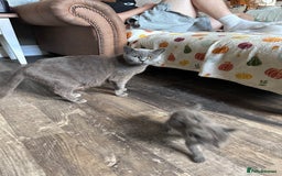 British Shorthair cats for sale: BSH cross  - Image 7