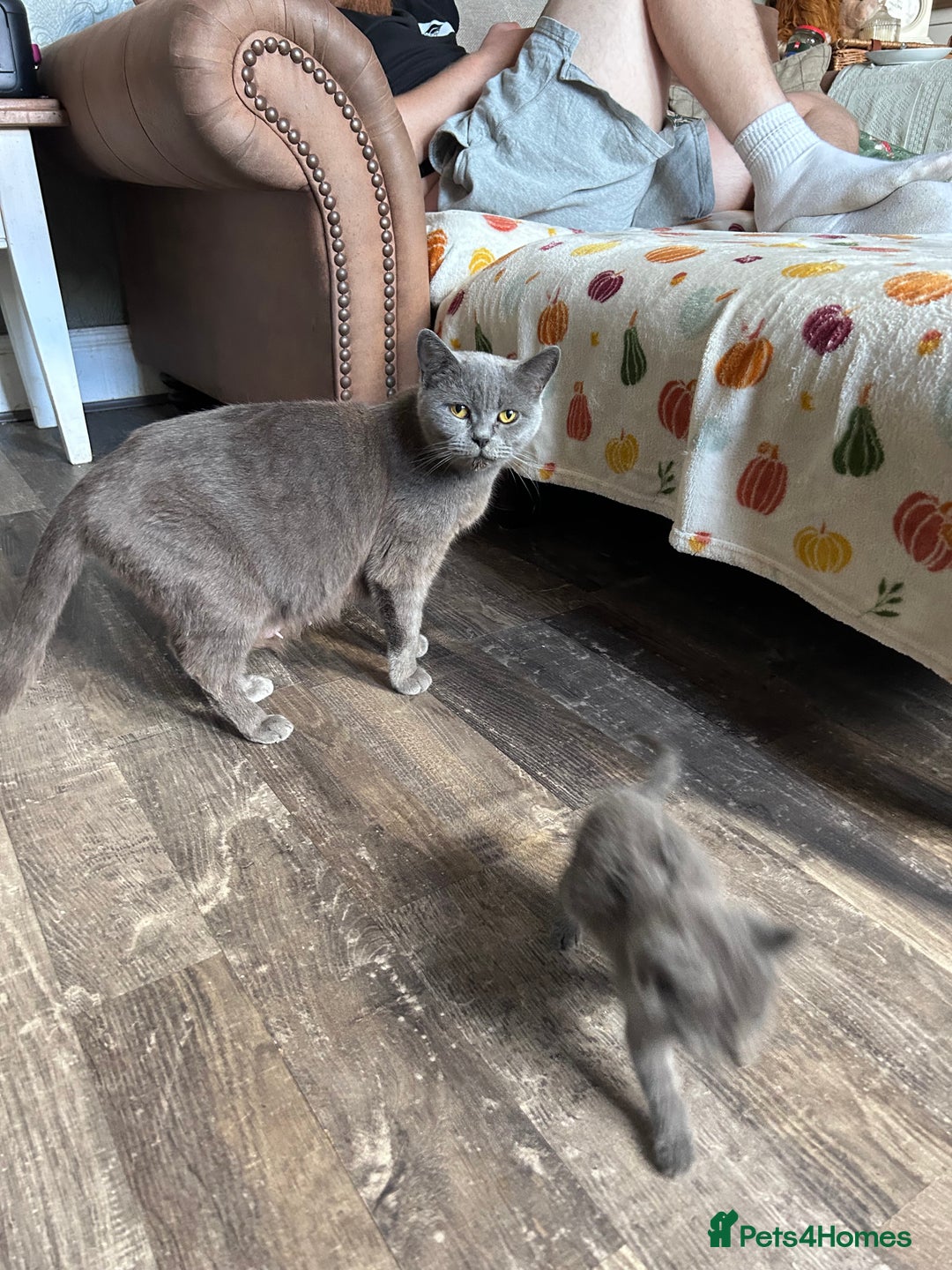 British Shorthair cats for sale: BSH cross  - Image 7
