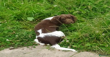English Springer Spaniel dogs - Advert 6