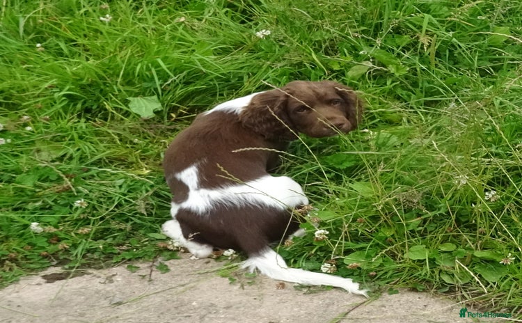 English Springer Spaniel dogs - Advert 2