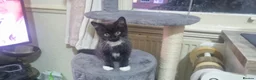 British Shorthair cats for sale: British Short Hair Kitten - Advert 7