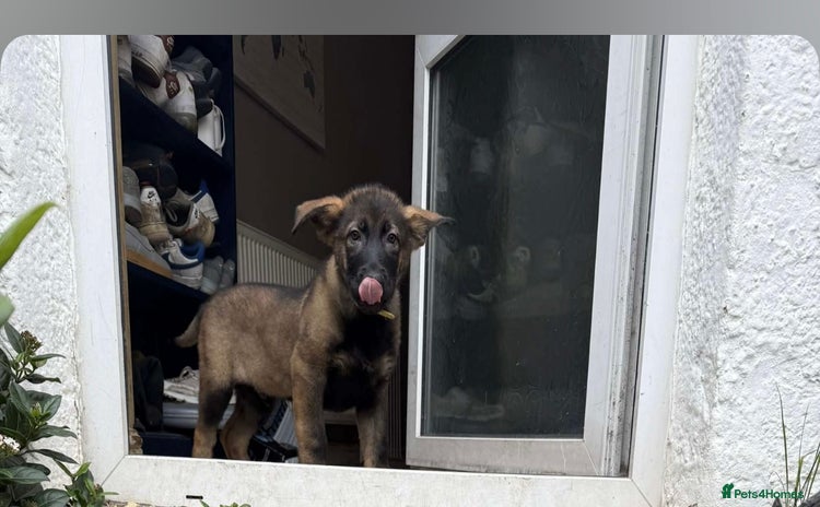 German Shepherd dogs - Advert 11