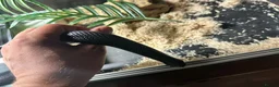 King Snake reptiles for sale: Mexican Black King Snake in Harlow - Advert 6