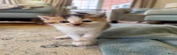 Scottish Fold cats for sale: 🩷Scottish fold x kittens 🩷 - Advert 18