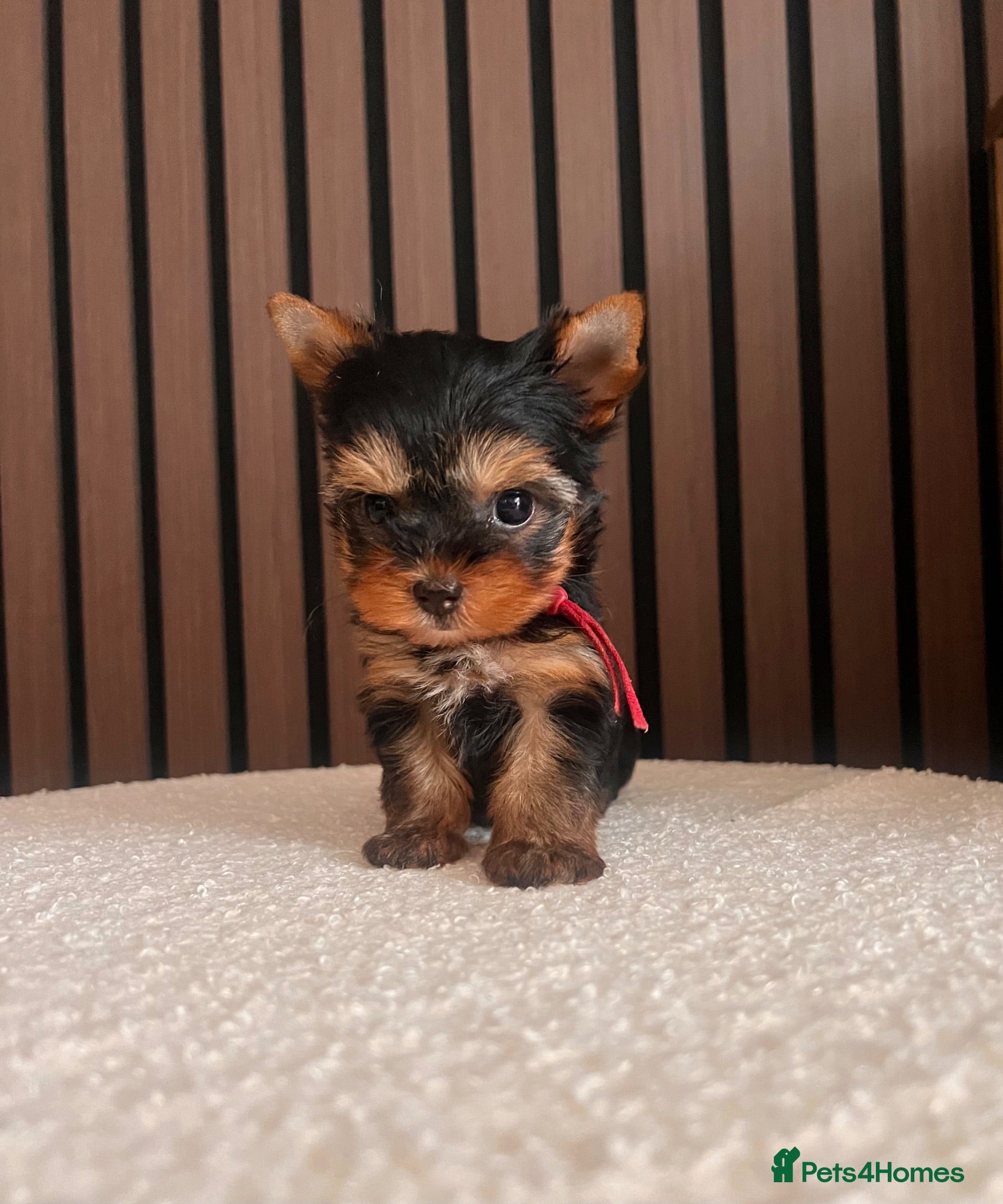 Yorkshire Terrier dogs 🌺 Only one tiny little girl is still available🌺 - Advert 2