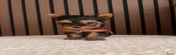 Yorkshire Terrier dogs for sale: 🌺 Only one tiny little girl is still available🌺 - Advert 10