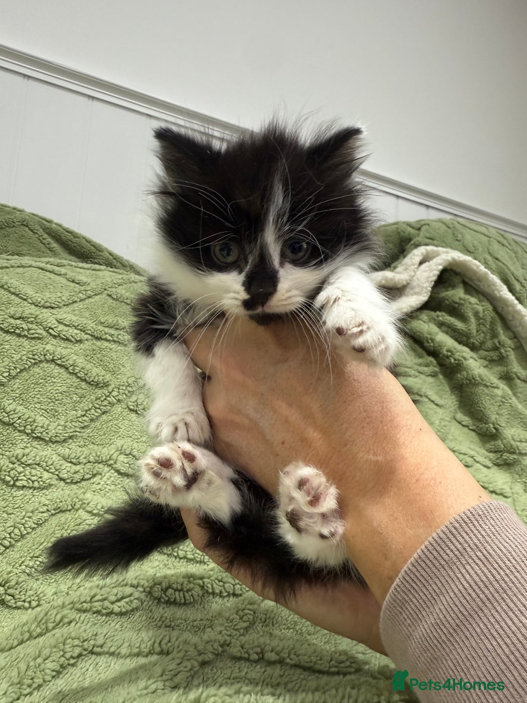 Mixed Breed cats for sale: Beautiful black and white kittens - Advert 2