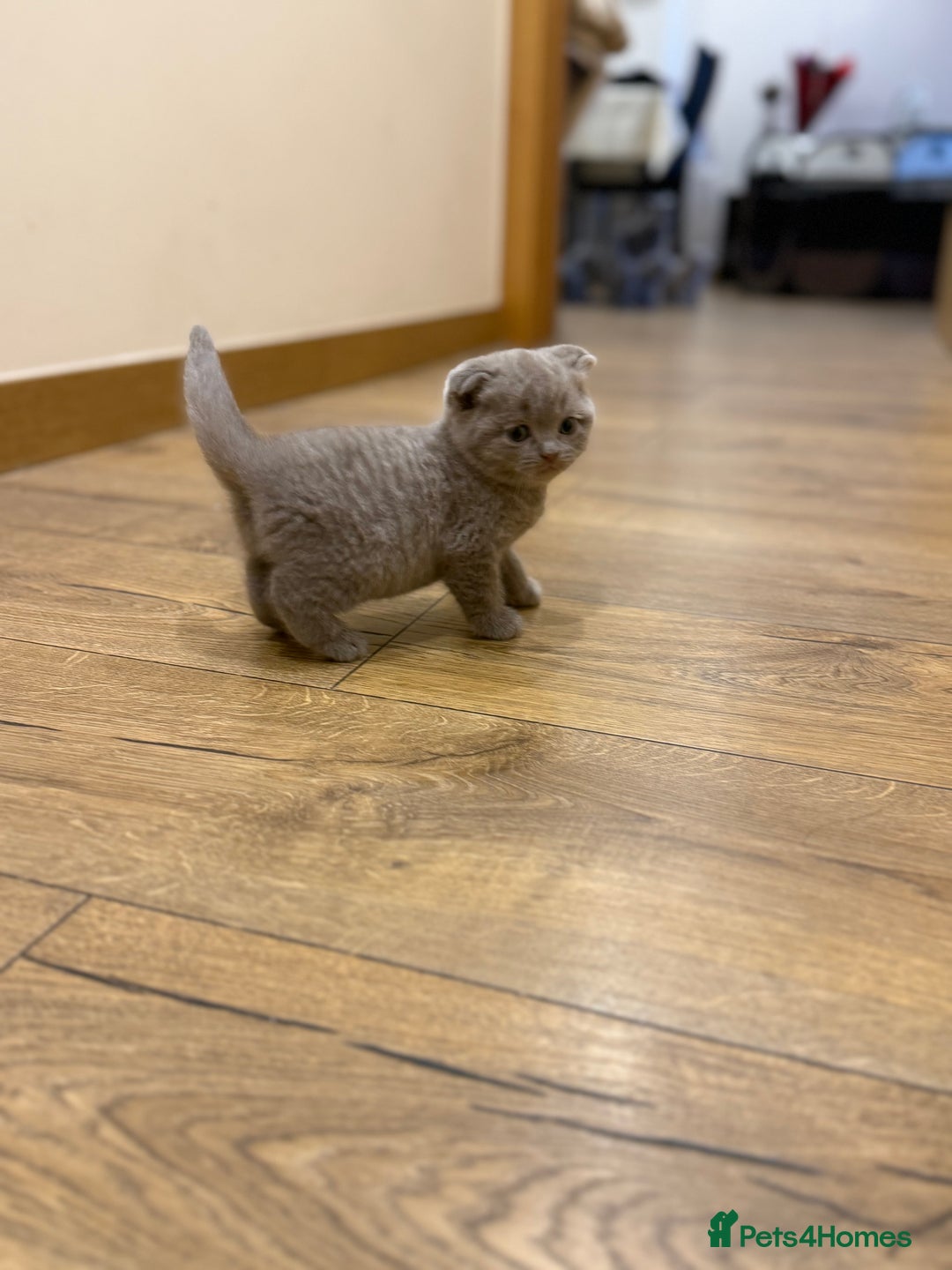 British Shorthair cats for sale: 4 beautiful British shorthair kittens - Advert 8