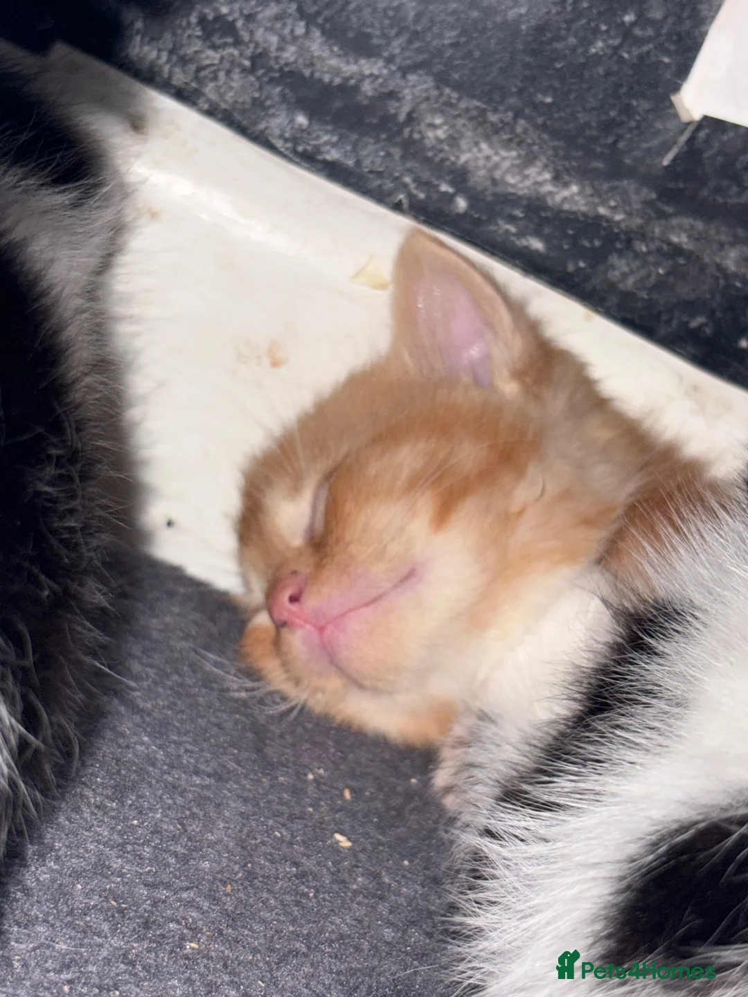 Domestic Shorthair cats for sale: 6 beautiful kittens for sale - Advert 2