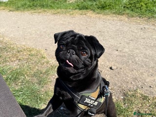 Pug dogs in Doncaster - Advert 6
