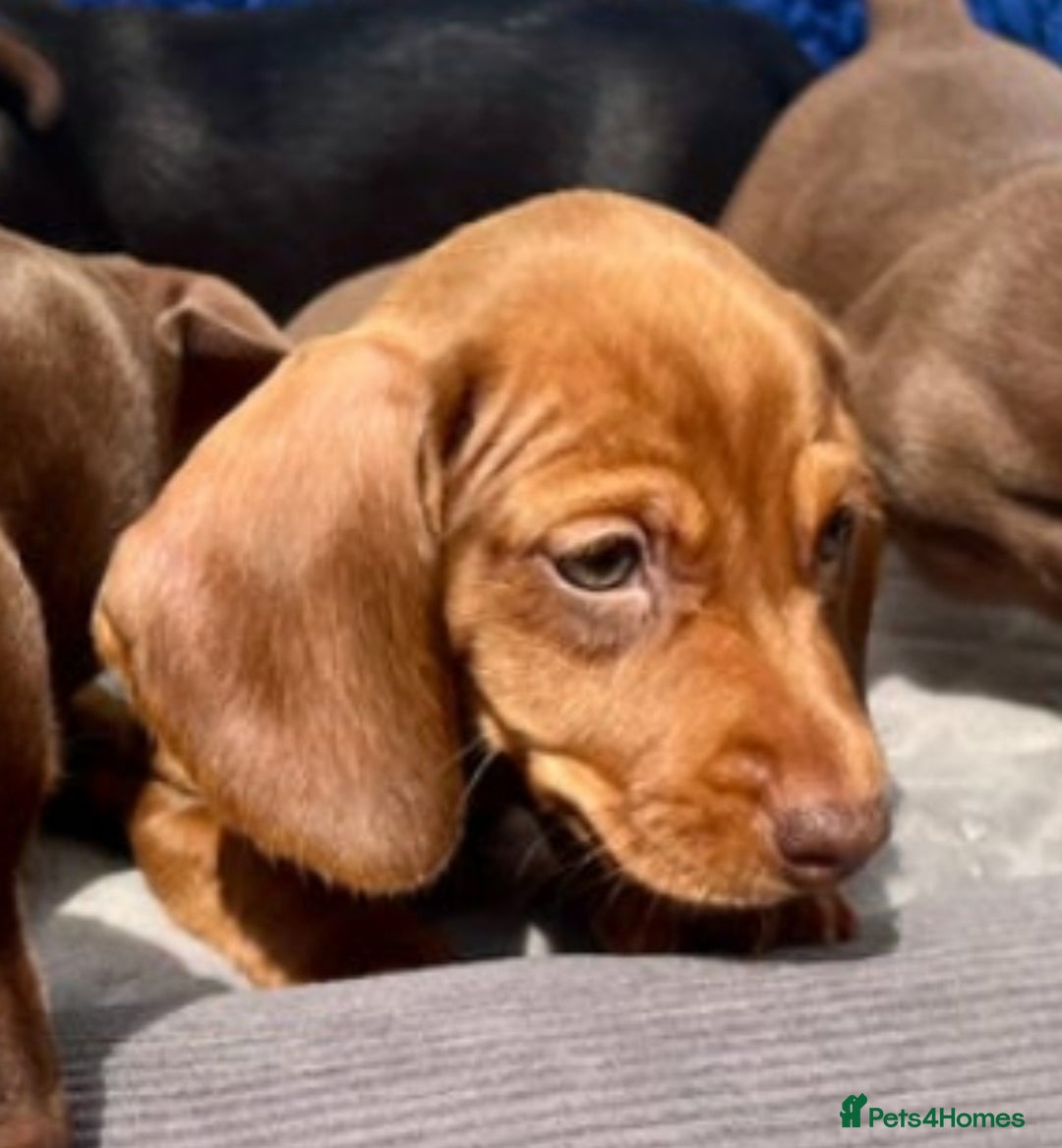 Miniature Dachshund dogs for sale: READY NOW  MINI DAXIS RAINBOW COLOURS PRA KC REG - Image 15