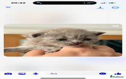British Shorthair cats for sale: 🐾💜lilac and lilac point girls💜🐾 health tested  - Image 2