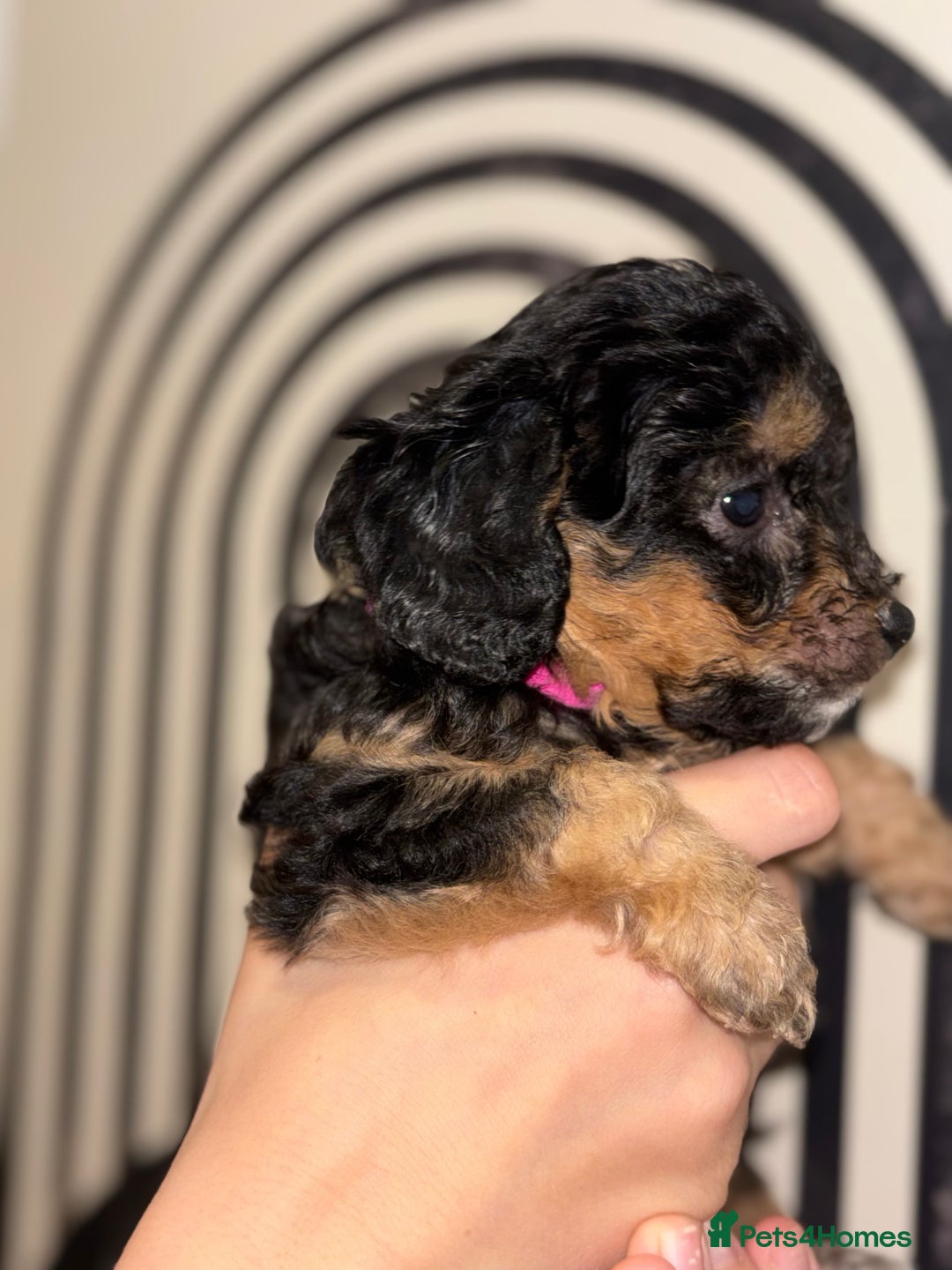 Poochon dogs for sale: Beautiful Poochon’s  - Advert 3