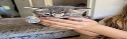 Bengal cats for sale: Beautiful Bengal/ragdoll cross kittens - Advert 2