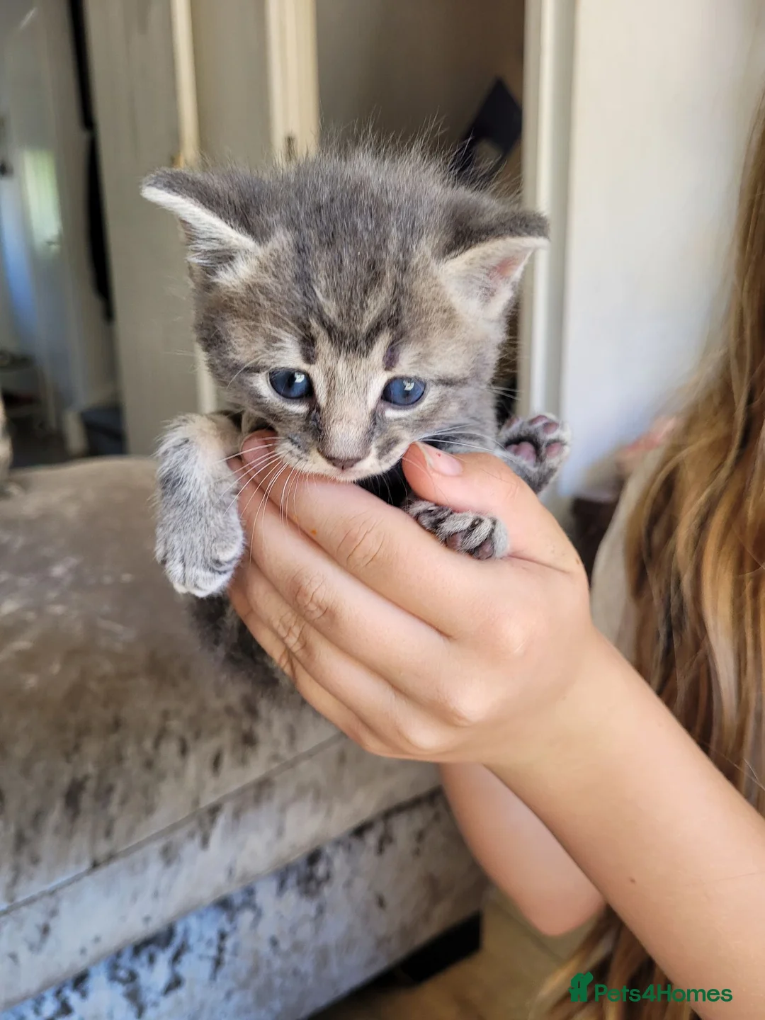 Bengal cats for sale: Beautiful Bengal/ragdoll cross kittens - Advert 2