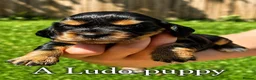 Cocker Spaniel dogs for stud: LUDO Golden KC Show Cocker Spaniel Stud XXX TESTS  - Advert 28