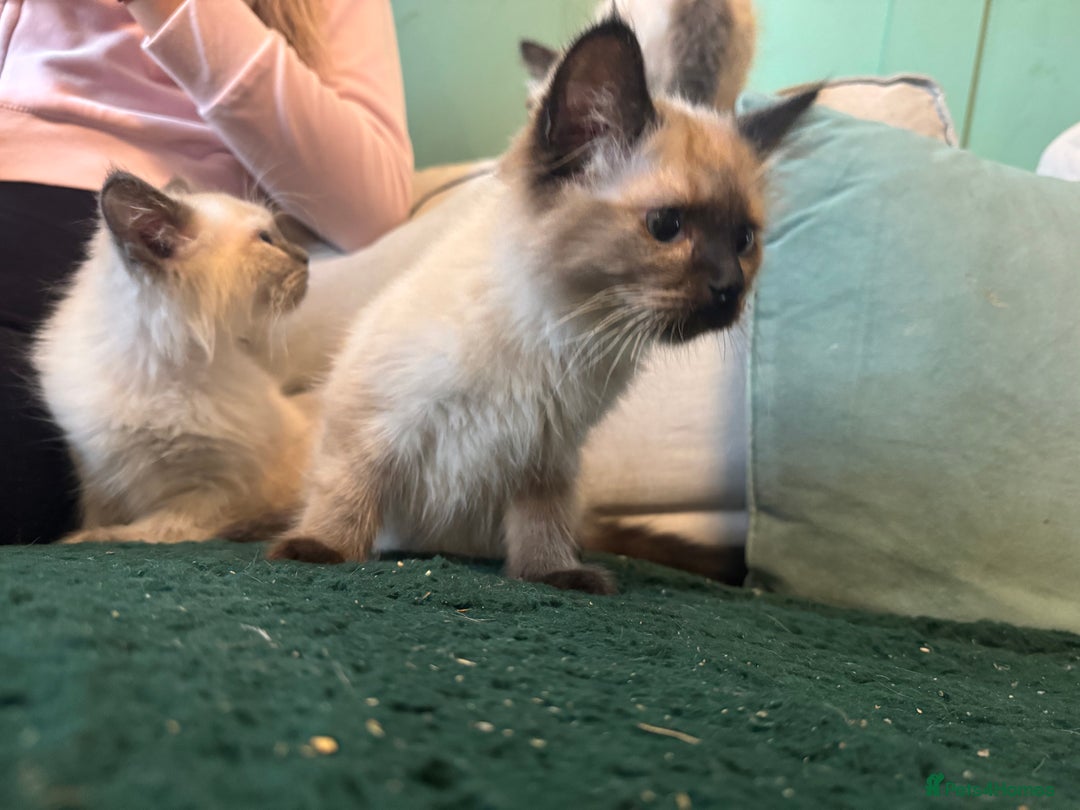 Ragdoll cats for sale: Reduced! Ragdoll kittens ready for new homes now!  - Image 2