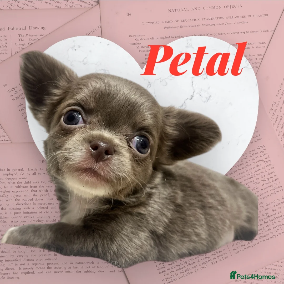 Chihuahua dogs for sale: Lovely fluffy Chihuahua 💕 boys & girls - Advert 6