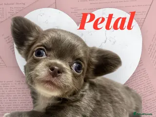 Chihuahua dogs Lovely fluffy Chihuahua 💕 boys & girls - Advert 4