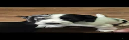 Cocker Spaniel dogs for sale: Gorgeous Cocker Spaniel Puppies 🐾  - Advert 7
