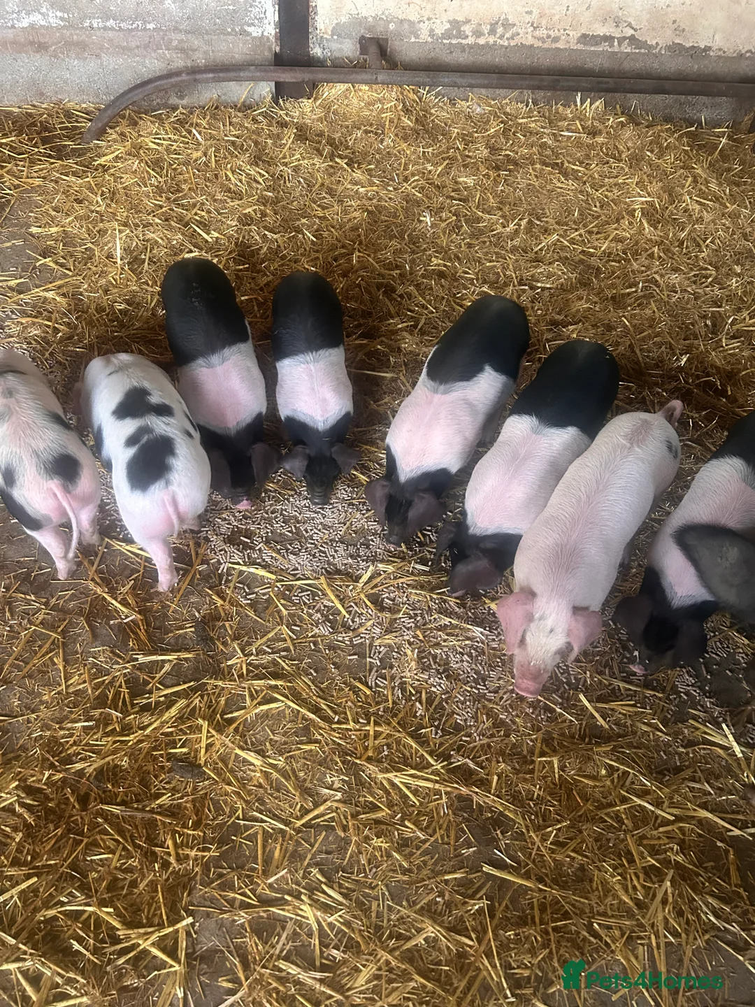Pig livestock for sale: Saddleback x Gloucester old spot piglets Weaners  - Advert 3
