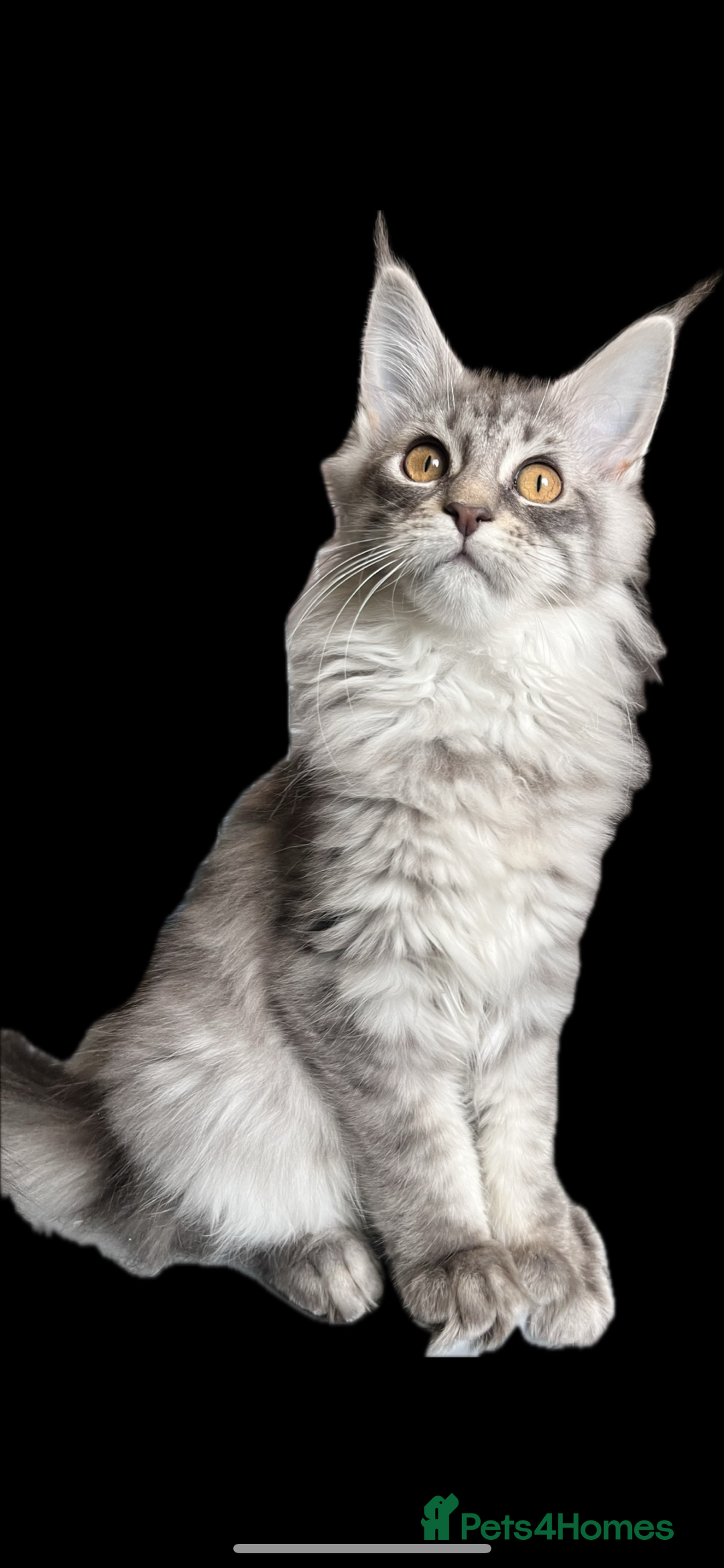 Maine Coon cats for sale: 🏆 PEDIGREE MAINE COON KITTENS GCCF 🏆  - Advert 28