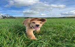 Cocker Spaniel dogs for sale: Ruby the cocker “trained and fully health checked” - Image 13