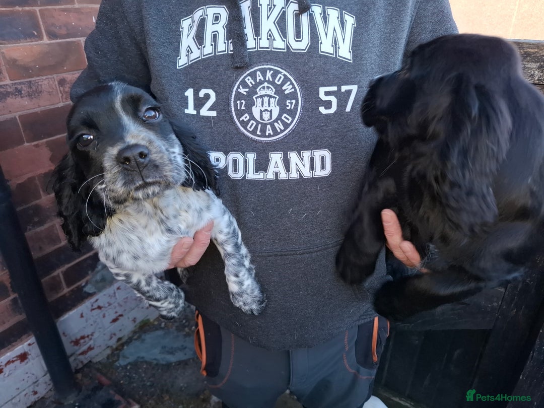 Sprocker dogs for sale: Sprocker Puppies Ready Now - Advert 3
