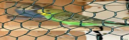 Budgerigars birds for sale: Lovely violet and green budgie - Advert 10