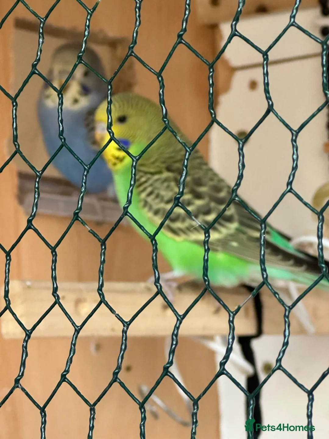 Budgerigars birds for sale: Lovely violet and green budgie - Advert 10