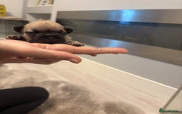 French Bulldog dogs for sale: 4 beautiful ** frenchies  - Image 8
