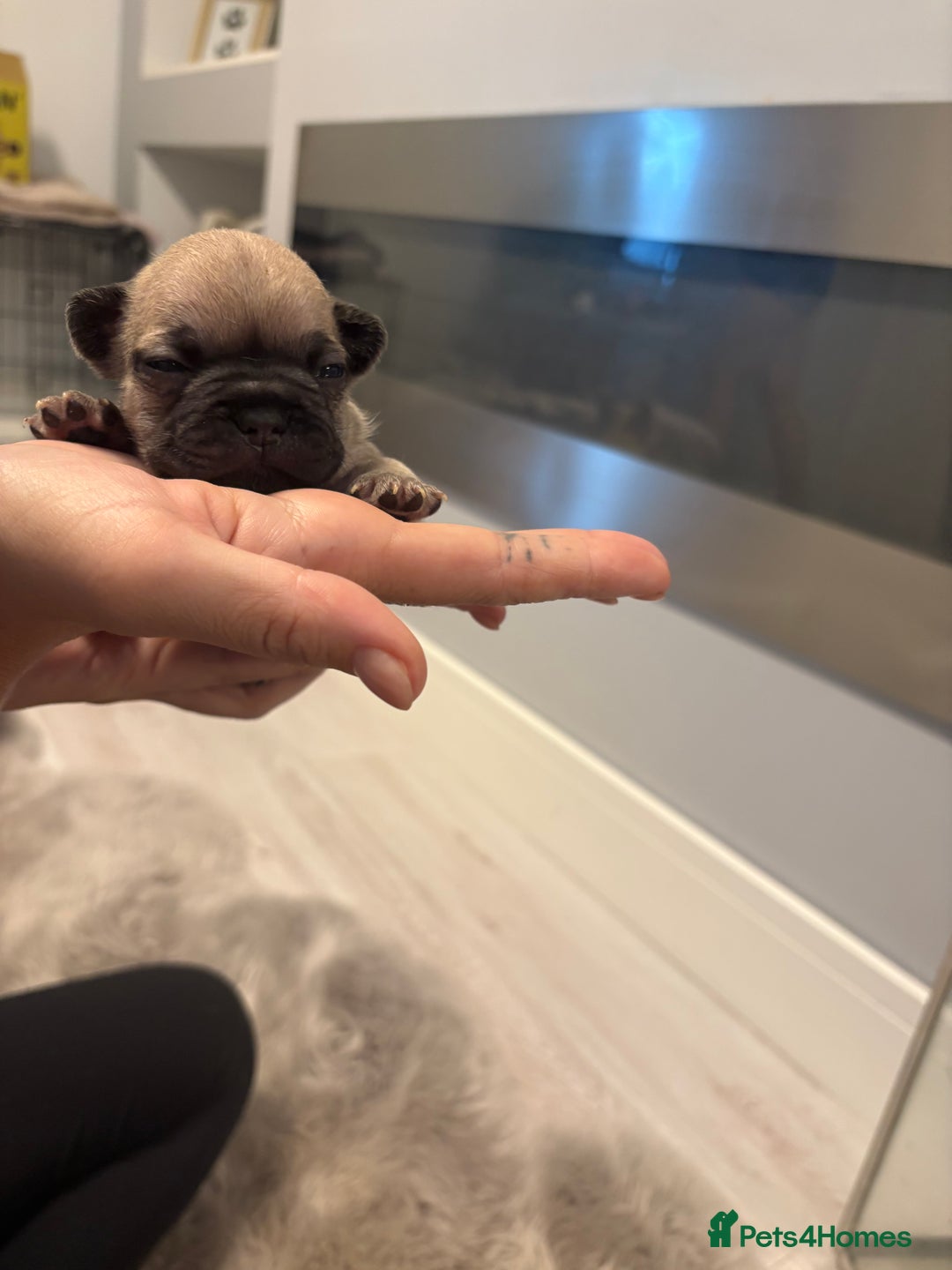 French Bulldog dogs for sale: 4 beautiful ** frenchies  - Image 8
