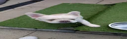 French Bulldog dogs for sale: White French bulldog - Advert 1