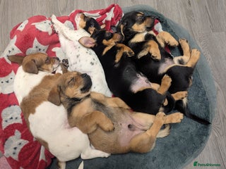 Mixed Breed dogs German shepherd and jug mixed puppies - Advert 1