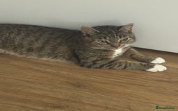 Domestic Shorthair cats for sale: Beautiful female tabby cat for sale  - Image 1