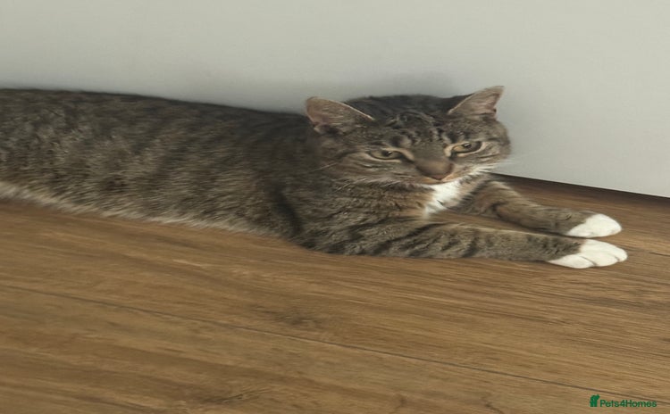 Domestic Shorthair cats - Advert 8