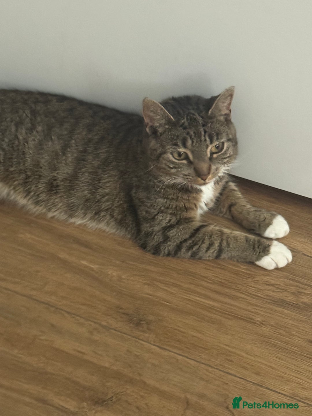 Domestic Shorthair cats for sale: Beautiful female tabby cat for sale  - Image 1
