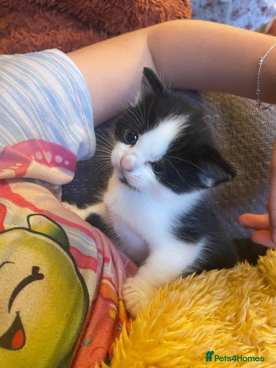 British Longhair cats for sale: British Longhair x domestic black white kittens - Image 6