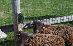 Sheep livestock for sale: 3 Ouessant Wethers Looking For New Home - Advert 4